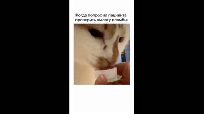 Clip by @vladmiva_journal.